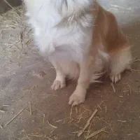 سگ ماده پاکوتاه|سگ|کاشان, امیرکبیر|دیوار