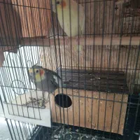 فروش عروس هلندی