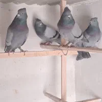 کفتر سبز خطی کاکلی