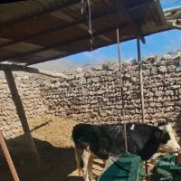 گاو شیری وگوساله ،،ویک گوساله یک ساله ۲۵۰کیلو