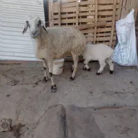 گوسفند بره دار|حیوانات مزرعه|گنبد کاووس, |دیوار