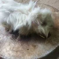 خوکچه هندی سفید|موش و خرگوش|صومعهسرا, |دیوار