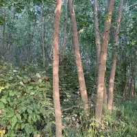 ۴۰۰ متر زمین باغی رودبنه لاهیجان|فروش زمین و ملک کلنگی|رودبنه, |دیوار