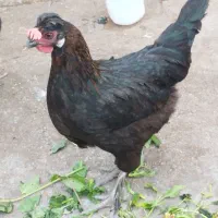 مرغ