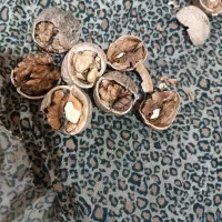 گردوی امسال چرب خوشمزه