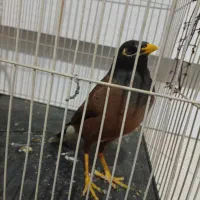 مرغ مینا
