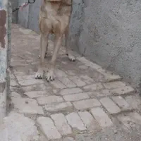 سگ پژدر عراقی ۱۷ ماه