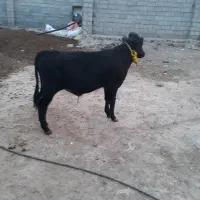 سمینتال اصل|حیوانات مزرعه|کلیبر, |دیوار