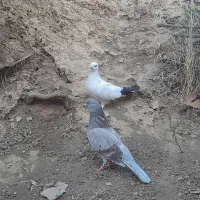 کبوتر|پرنده|مریوان, |دیوار