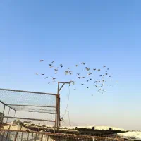 دسته کفتر چاشنی سرور|پرنده|شیراز, دروازه اصفهان|دیوار