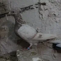 کفتر کبوتر|پرنده|مشهد, شهید معقول|دیوار