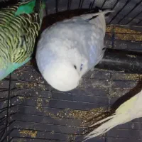 فنچ مرغ  ع ش ق|پرنده|صدرا-فارس, فاز ۲|دیوار