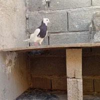 طوق سیاه|پرنده|جم, |دیوار