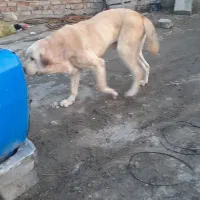 سگ پژدر عراقی