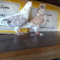 کفتر پرشی  چهارجفت|پرنده|کاشان, فرودگاه کاشان|دیوار