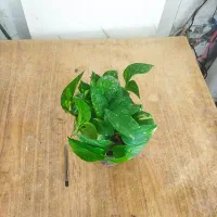 گل و گیاه پتوس