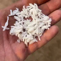 برنج طارم هاشمی معطر یک دست فریدونکنار