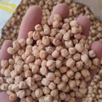 نخود اصیل کرمانشاهی