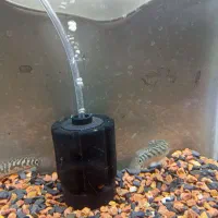 چانابلهری یاهمون سرماری