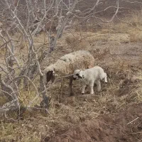 میش زایده با بره نر