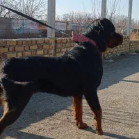 سگ روتوایلر حرفه ای آموزش دار|سگ|تهران, قیطریه|دیوار