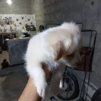 سگ اشپیدز میکس|سگ|میناب, |دیوار