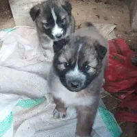 توله  نرهاسکی|سگ|میاندوآب, |دیوار