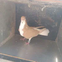 کفتر خوشرنگ زرد