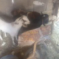 تروشت فروشی|حیوانات مزرعه|مهرستان, |دیوار