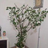 گل طبیعی پیچکی