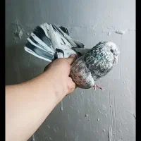 نر سرور غریب گیر