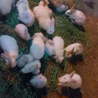۵عددخرگوش بزرگ۱۵عدد بچه خرگوش ۳هفته‌ای|موش و خرگوش|شازند, |دیوار