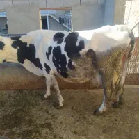 گاو‌شیری‌‌گوساله