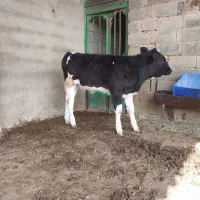 گاو و گوساله ماده تلیسه