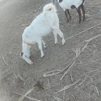 بزگلاب آبستن|حیوانات مزرعه|سراوان, |دیوار