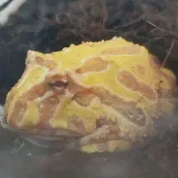 آکواریوم   ارسال رایگان