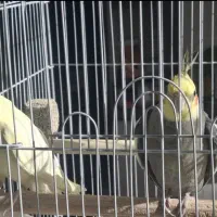 جفت مولد عروس هلندی جوان سخنگو
