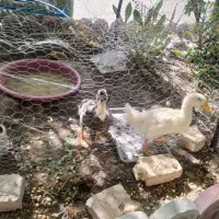 اردک
