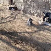 ی توله نر اصیل