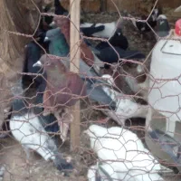 کبوتر بازیکن