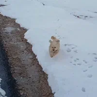 گمشده سگ|حیوانات|اصفهان, بهارستان|دیوار