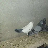 حدود ۶۰ ۷۰ تا کبوتر معاوضه با کاسکو کلام دار|پرنده|تهران, استاد معین|دیوار