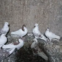 کفتر یاهو|پرنده|کهک, |دیوار