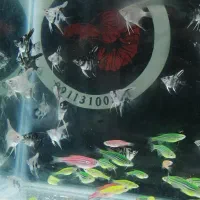 ماهی گوپی تایگر و بیگ ایر|ماهی|ساری, |دیوار