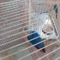 کوتوله برزیلی و مرغ عشق|پرنده|طرقبه, |دیوار