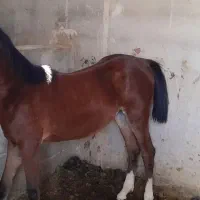 اسب کرد درجه ۱