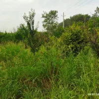 باغ باغچه ۶۵۰ متری نظام آباد خیابان درختی|فروش زمین و ملک کلنگی|اسلام‌شهر, کاشانک|دیوار