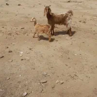 بزبا بزغاله نر فروشی