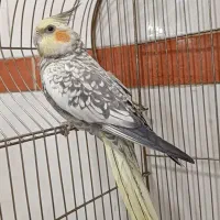 ماده عروس هلندی
