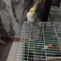 عروس هلندی|پرنده|رشت, یخسازی|دیوار